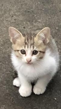 子猫レスキュー