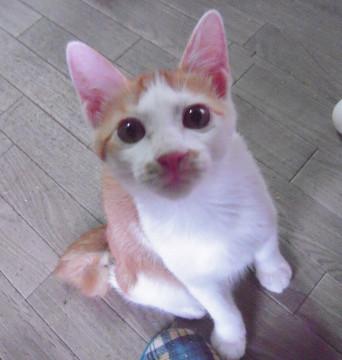 オヤジ座りが可愛すぎる★タケシ