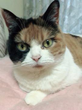 正式譲渡♥西日本豪雨被災マリー