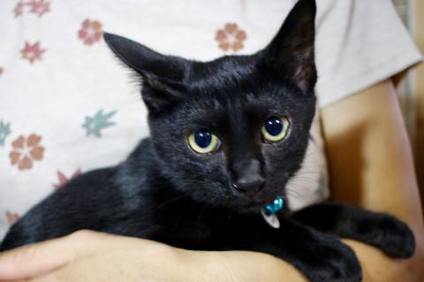 控えめテルくん