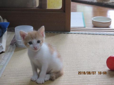 生後1.5ヶ月の可愛い男の子