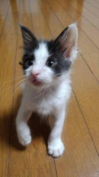 生後3日目からミルクで育てました