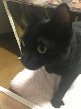 去勢・ワクチン済み！穏やかな黒猫ゃん