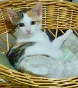 穏やかで性格もお顔も可愛い白三毛ちゃん