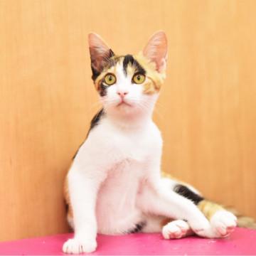 美しい三毛猫
