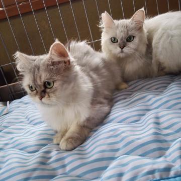 わたしたちを家族にしてください