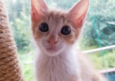 元気いっぱい！茶色兄妹「ごぉや」