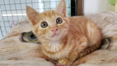 小さな茶トラの女の子「ぱぷりか」