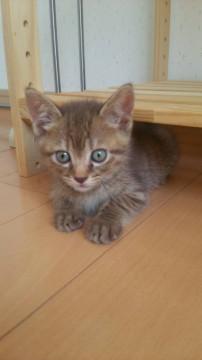 素敵なほうじ茶色☆にゃん太郎