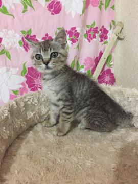 私、可愛い❤️んです…小柄サバトラ子猫
