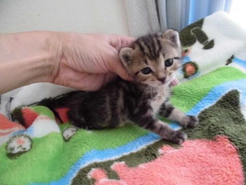 アメショ風きじとら　離乳中