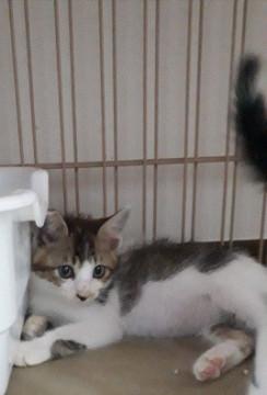 可愛い仔猫銀河くん