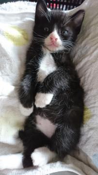 人なつっこいタキシード猫です