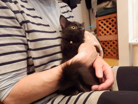 生後3ヵ月黒猫♂