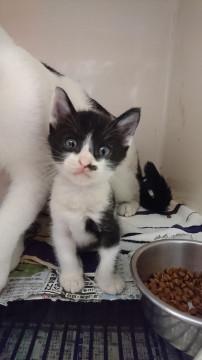 保健所に連れて行かれた母子