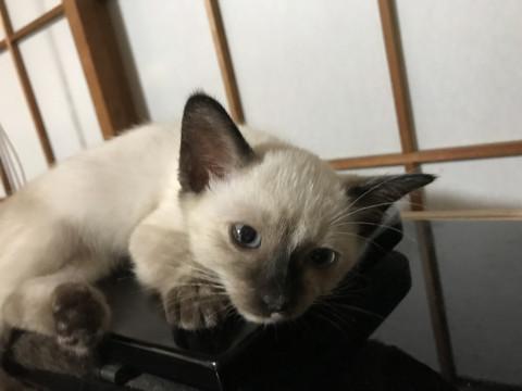 シャム系の美猫、女の子