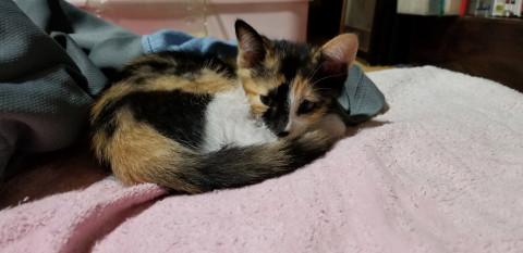 ２ヶ月半の三毛猫里親募集します。