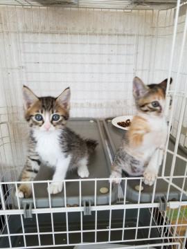 三毛猫ちゃんとキジ白ちゃん