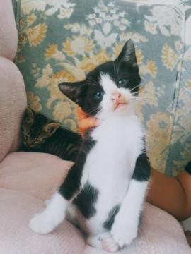 白黒のハチワレ　ハンサムボーイ❤