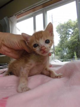 大きなお目目の茶白離乳中