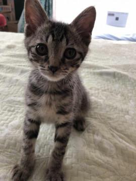 【再募集】元気いっぱいな ビッケ