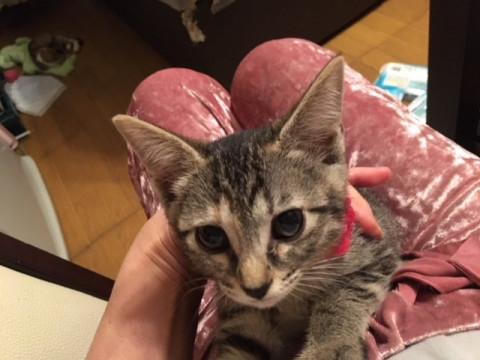 キジトラ ムギワラ(*´꒳`*) 猫 作家（しがみつき しっぽユラユラ猫 