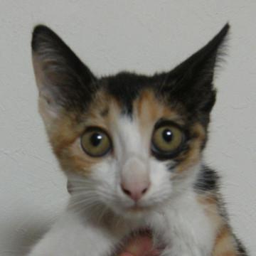 三毛猫です。