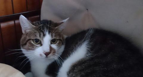 大人しい三毛キジ びびりです！