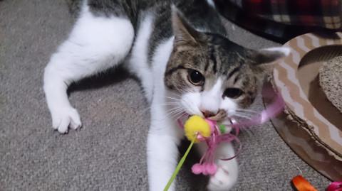 元気いっぱい可愛いシロキジ男の子！