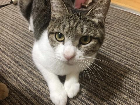 超美ニャン♪甘えるようになってきました