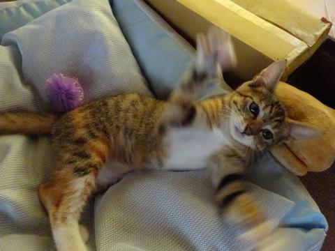 里親募集