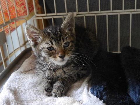 シャイな男の仔