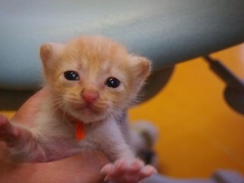 8月2日頃生まれの女の子　里親様決定！