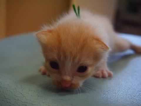8月2日頃生まれの男の子