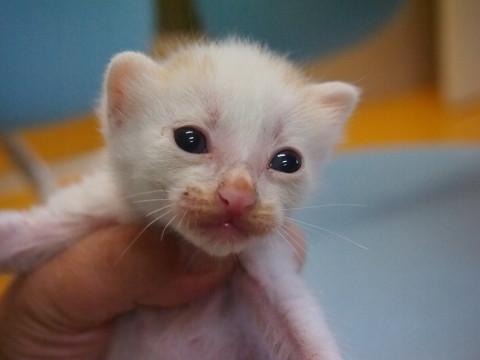 8月2日頃生まれの男の子