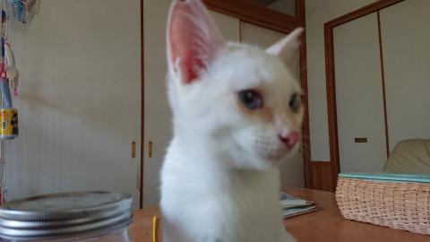 ブルーのおメメが綺麗な白猫君