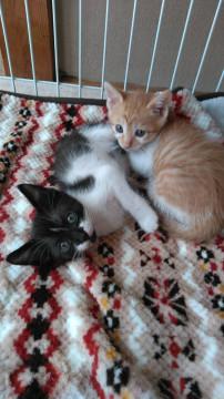 虐待から保護した子猫