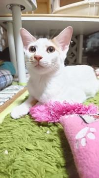 慣れていて優しい、かんぱち君