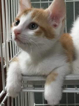 元気で甘えん坊な茶しろ君