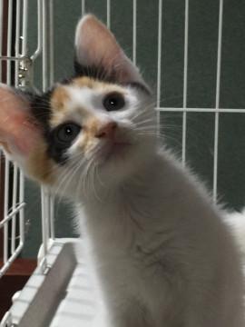 人間大好き三毛ちゃん