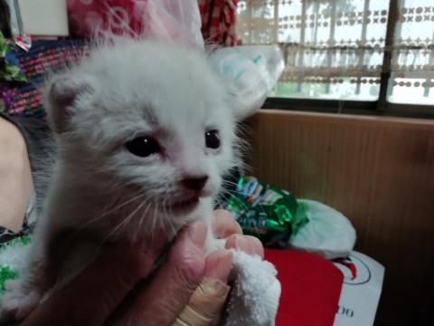 ふわふわの子猫