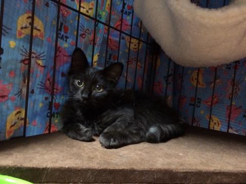 美猫ちゃん黒猫メス