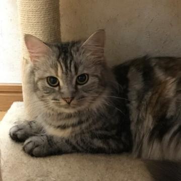 とても温厚で優しい女の子です。