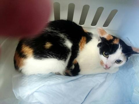 生後7ヶ月程度？ミケ猫