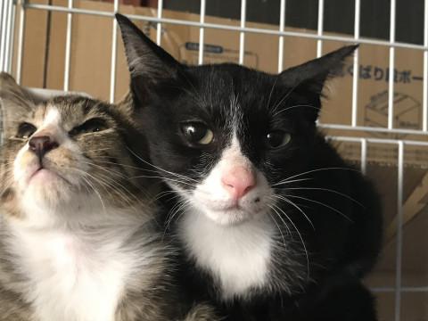 チョーダンディな男の子