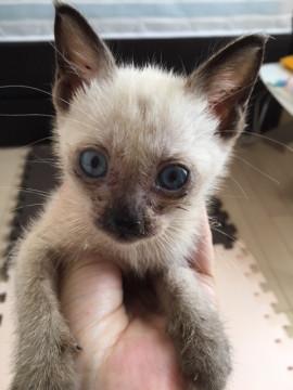 1か月のシャム風の子