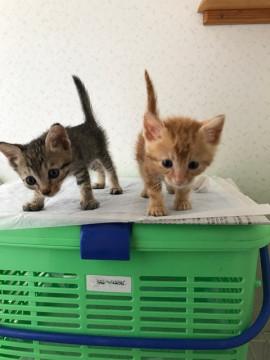 ヤンチャ盛りの元気印の兄弟です。