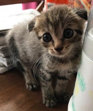 たれ耳が可愛い男の子