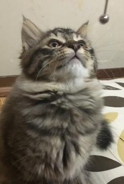 長毛種メス猫