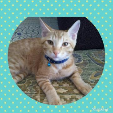 本日の譲渡会に出席します‼️